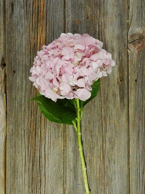 LIGHT PINK HYDRANGEA